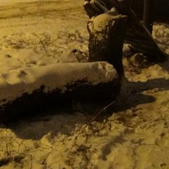 ДРЕВО