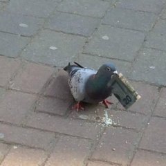 Голубь мажор