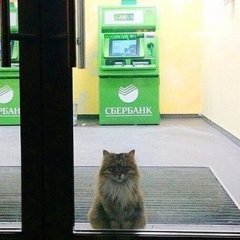 Греф в костюме кота