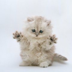 Грозный котенок