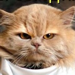 Иногда нужно давать по ебалу
