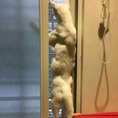 КачКэт
