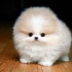 Катюшке