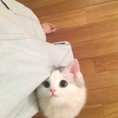Киса глазки