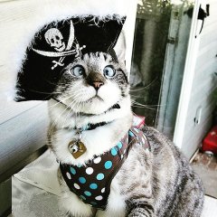 Косой кот