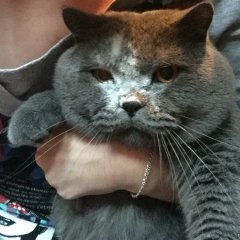 Кот кокаинщик