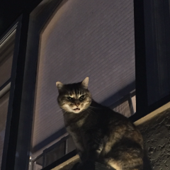 Кот Роршаха