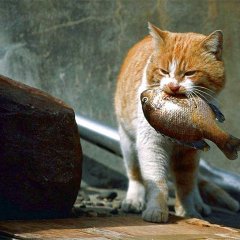 Кот с рыбой