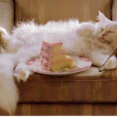 Кот с тортом