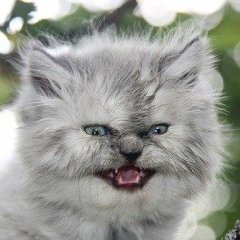 Кот серый