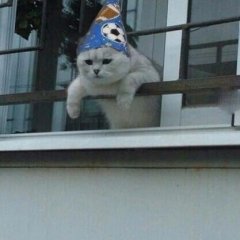 Кот волшебник