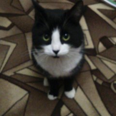 Кот