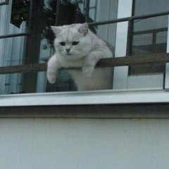 Кот