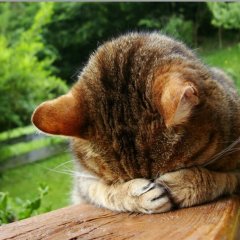 Кот