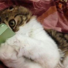 Кот