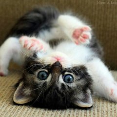 Кот
