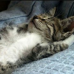 Кот
