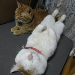 Кот