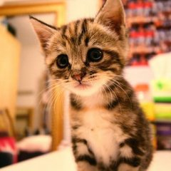 Кот