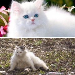 Кот