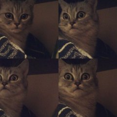 Кот