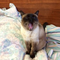 Коте орун