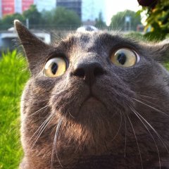 Котэ