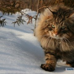 Котэ
