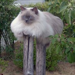 Котэ