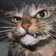 Котэ