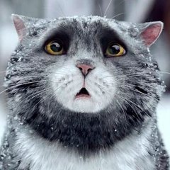 Котэ