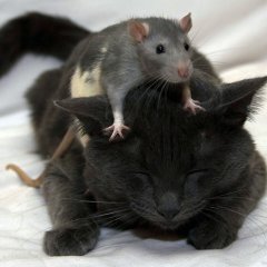 Котэ