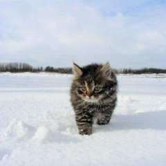 Котенок