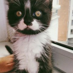 Котейка