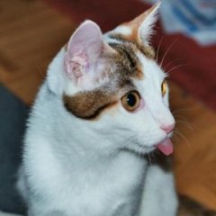 Котик