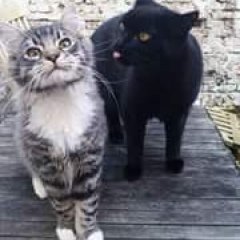 Коты