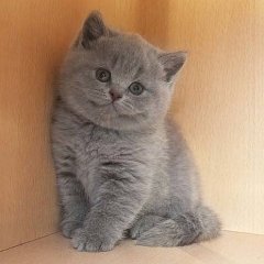 Котёнок-улыбёнок