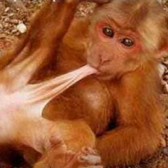 Monkey dick