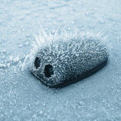Неведомая зверюшка