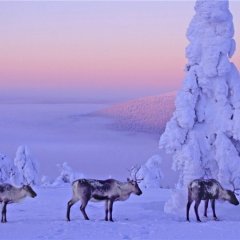 НГ 2017