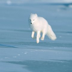Песец приходит