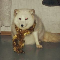 Песец