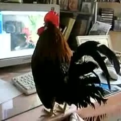 Петух смотрит мемы