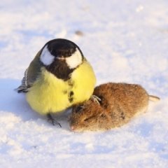 Птиц