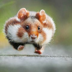 Run