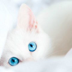 С котиком