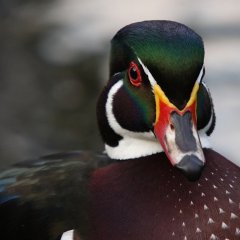 Селезень