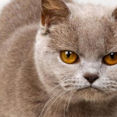 Сердитый котик