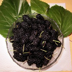 Шелковица из парка