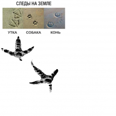 Следы животных